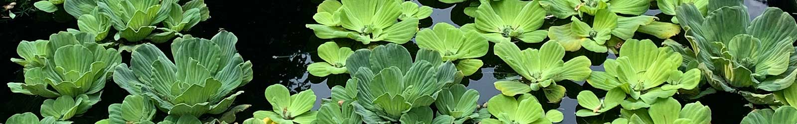 Lilly pads floating in garden