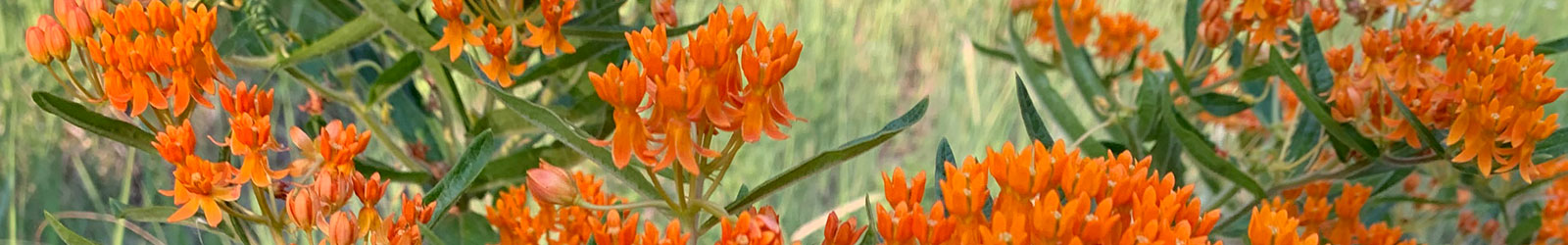 Orange flowers in a field picture